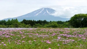 富士山麓トレイルラン