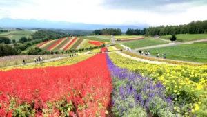 丘のまちびえいヘルシーマラソン