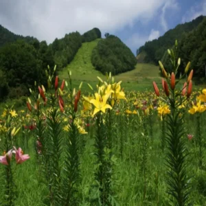 OZEIWAKURA SKYVALLEY（SKY VALLEY）